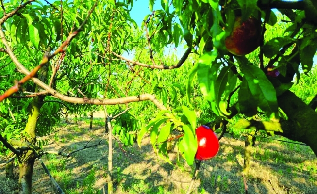 Smanjenje površina pod voćnjacima u Tavankutu